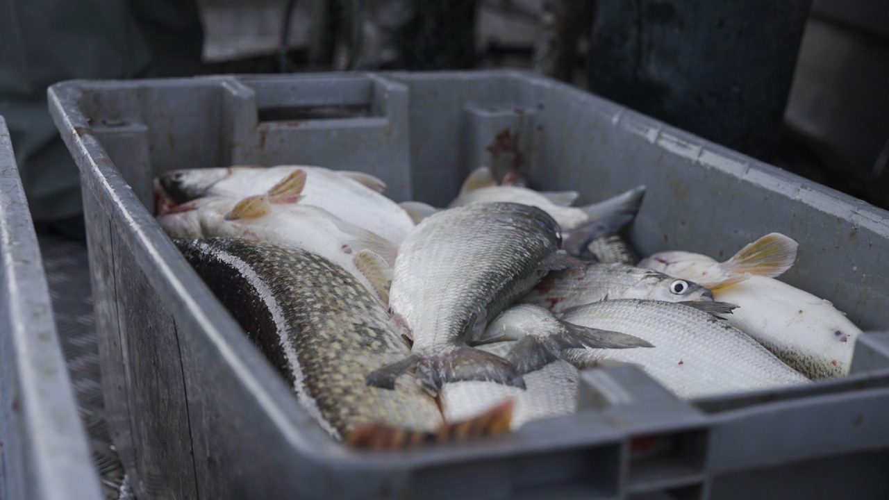 About Pathways Project - Fish Forward